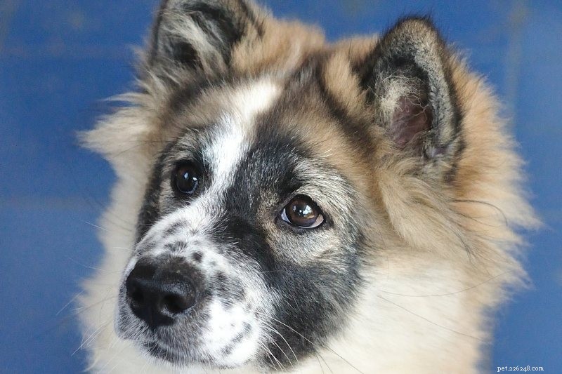 Discover the 15 Most Remarkable Asian Dog Breeds