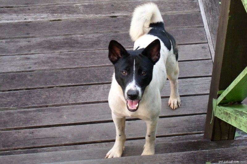 Discover the 15 Most Remarkable Asian Dog Breeds