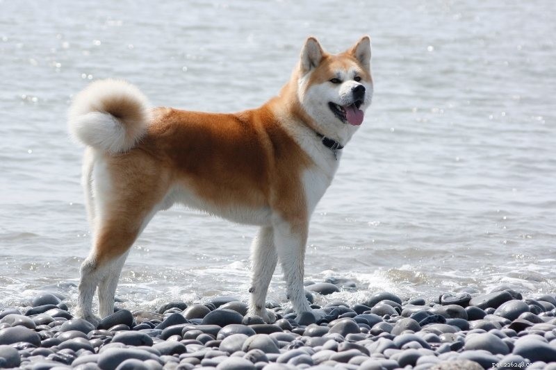 Discover the 15 Most Remarkable Asian Dog Breeds