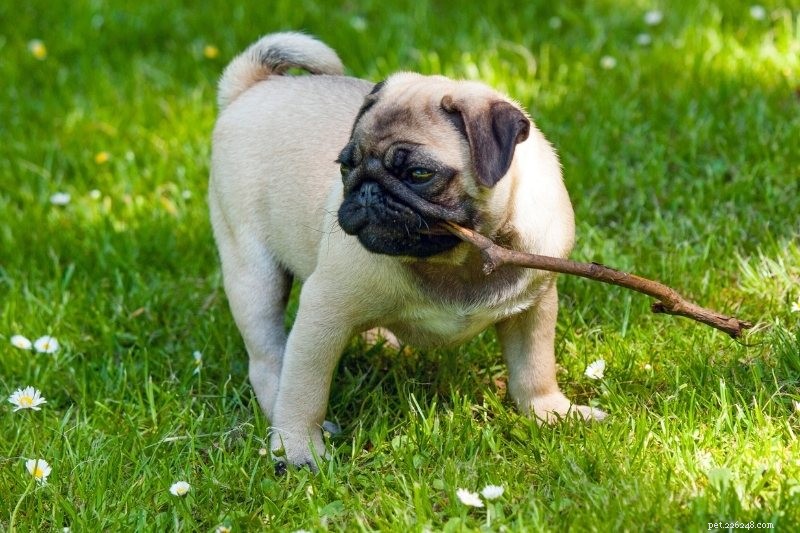 Discover the 15 Most Remarkable Asian Dog Breeds