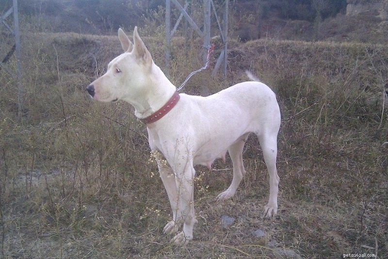 Discover the 15 Most Remarkable Asian Dog Breeds