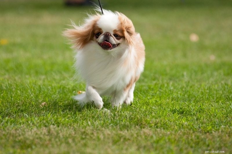 Discover the 15 Most Remarkable Asian Dog Breeds