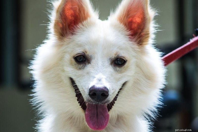 Discover the 15 Most Remarkable Asian Dog Breeds