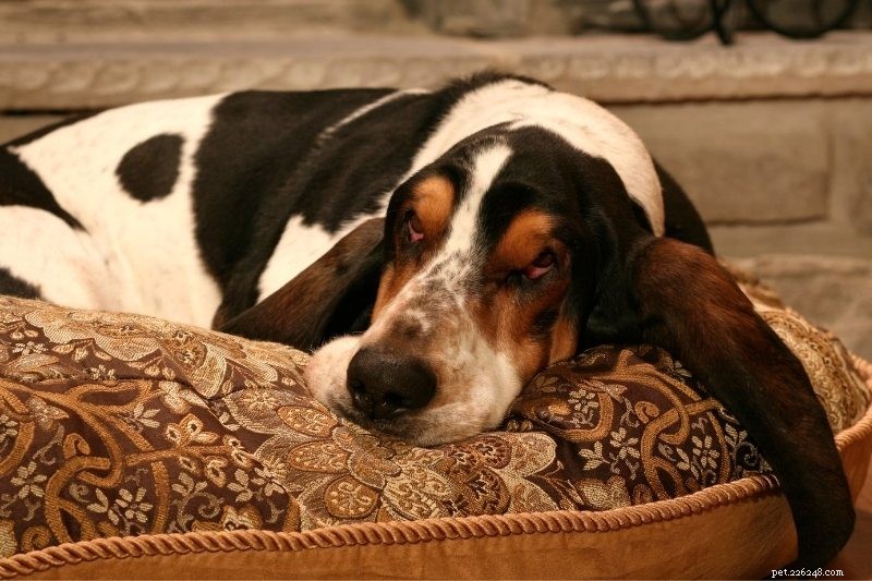 10 Dog Breeds That Thrive When Left Alone