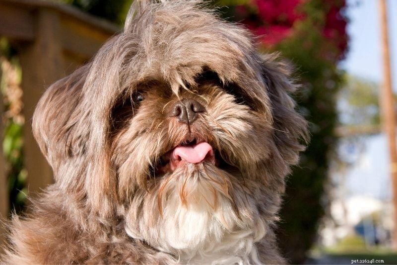 10 Dog Breeds That Thrive When Left Alone