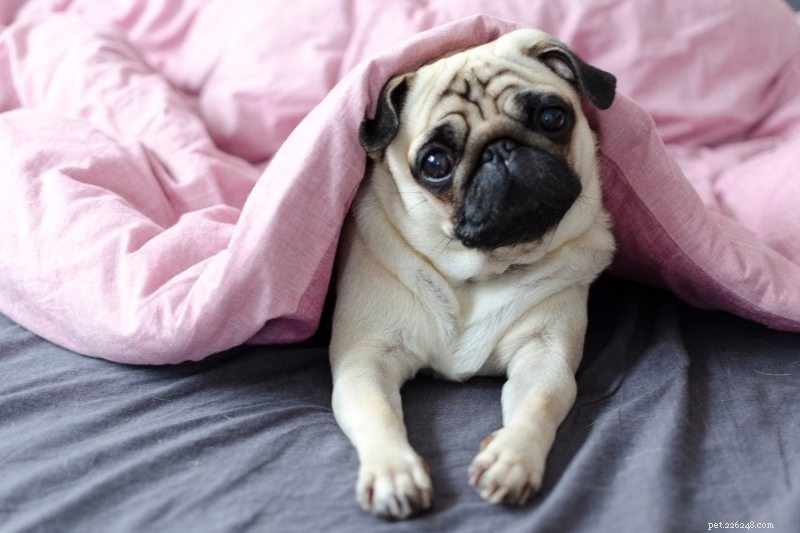 10 Dog Breeds That Thrive When Left Alone