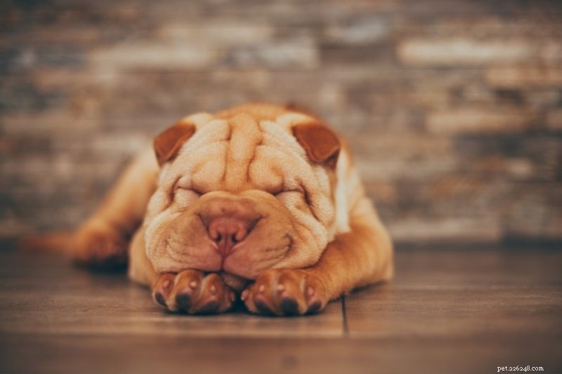 10 Dog Breeds That Thrive When Left Alone