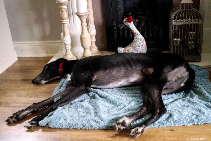 10 Dog Breeds That Thrive When Left Alone