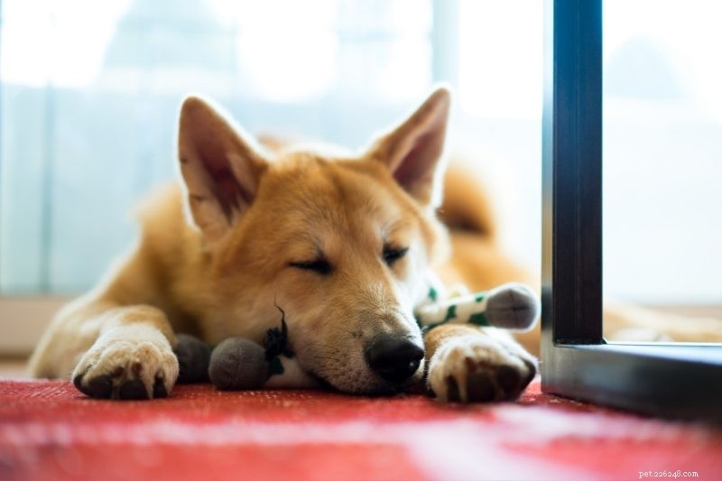 10 Dog Breeds That Thrive When Left Alone