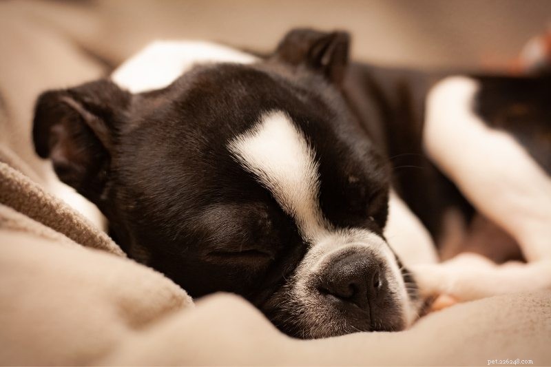 10 Dog Breeds That Thrive When Left Alone