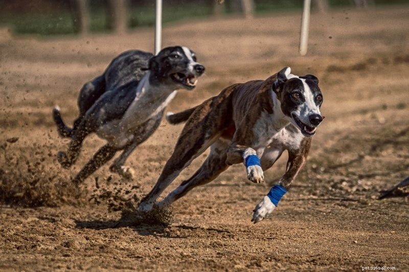 Top 15 Fastest Dog Breeds: Speed, Agility, and Athleticism