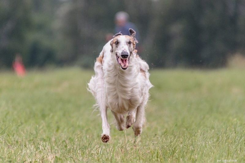 Top 15 Fastest Dog Breeds: Speed, Agility, and Athleticism