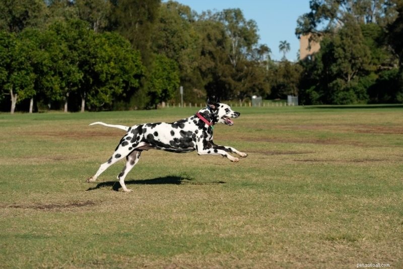 Top 15 Fastest Dog Breeds: Speed, Agility, and Athleticism
