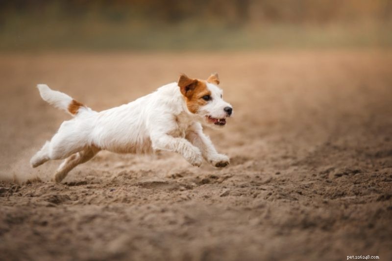 Top 15 Fastest Dog Breeds: Speed, Agility, and Athleticism