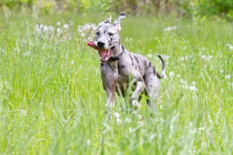 Top 15 Fastest Dog Breeds: Speed, Agility, and Athleticism