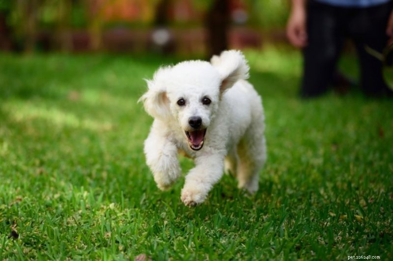 Top 15 Fastest Dog Breeds: Speed, Agility, and Athleticism