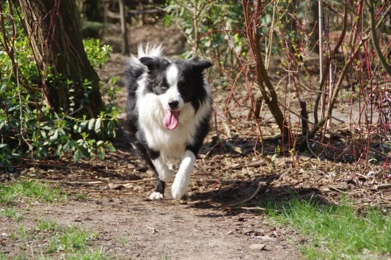 Top 15 Fastest Dog Breeds: Speed, Agility, and Athleticism