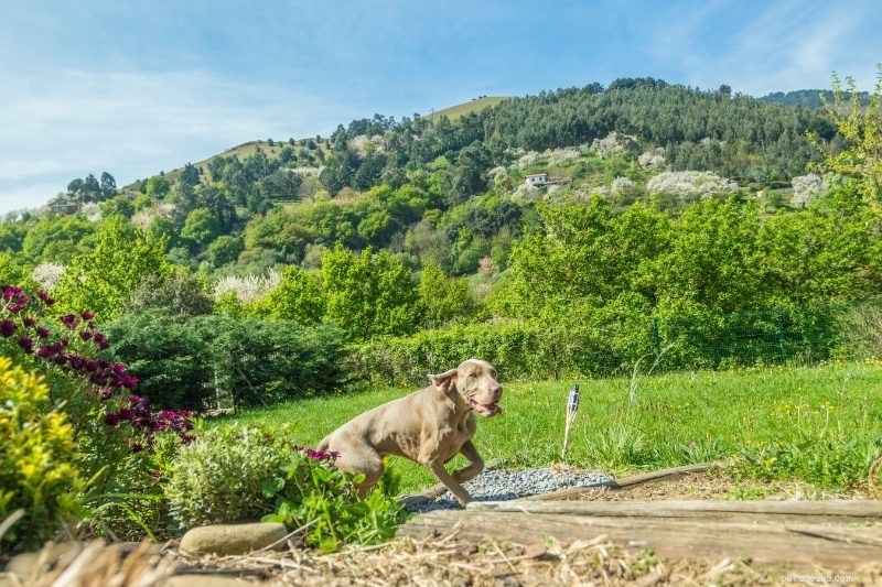 Top 15 Fastest Dog Breeds: Speed, Agility, and Athleticism