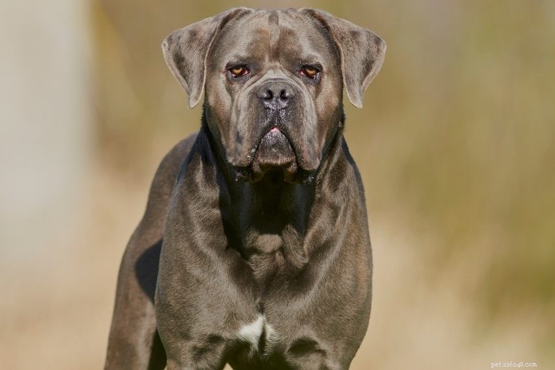 Top 10 Guardian Dog Breeds for Your Home’s Ultimate Protection