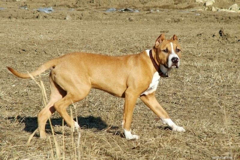 Top 10 Guardian Dog Breeds for Your Home’s Ultimate Protection