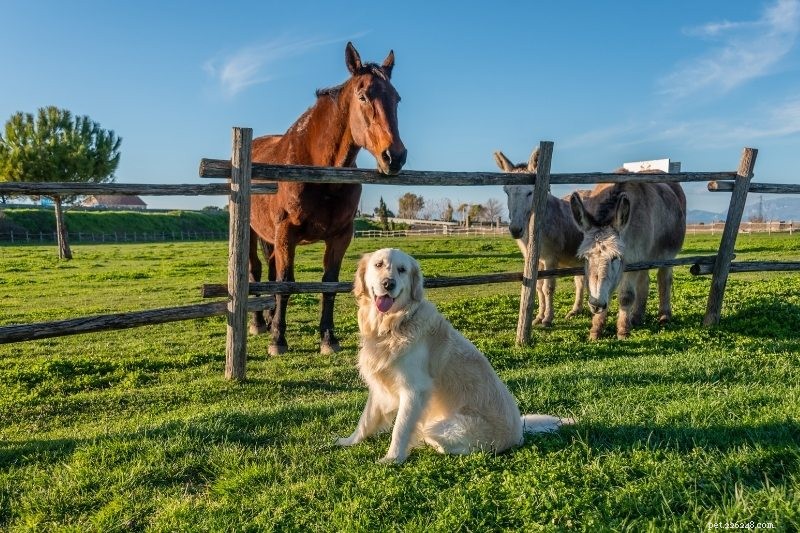 10 Dog Breeds That Harmonize with Horses
