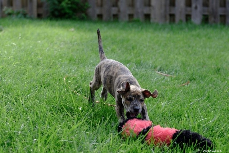 10 Dog Breeds That Harmonize with Horses