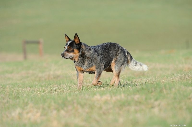 10 Dog Breeds That Harmonize with Horses