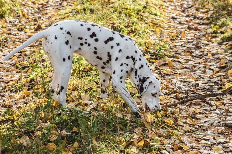 10 Dog Breeds That Harmonize with Horses