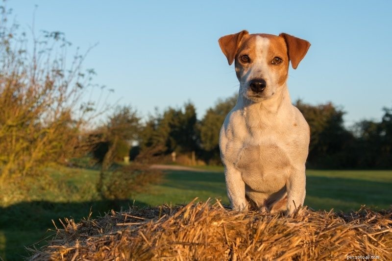 10 Dog Breeds That Harmonize with Horses