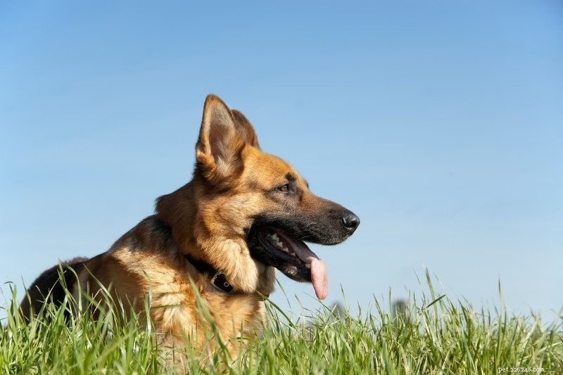 10 Dog Breeds That Harmonize with Horses