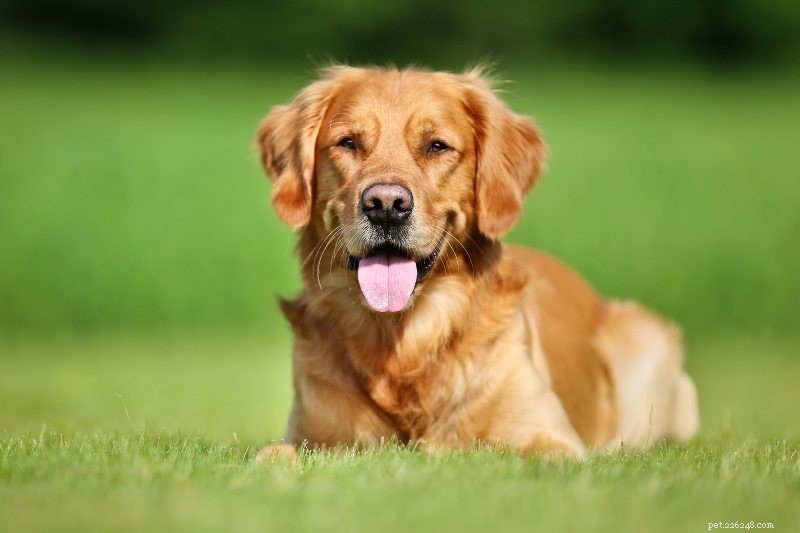 Explore the 6 Classic Retriever Breeds