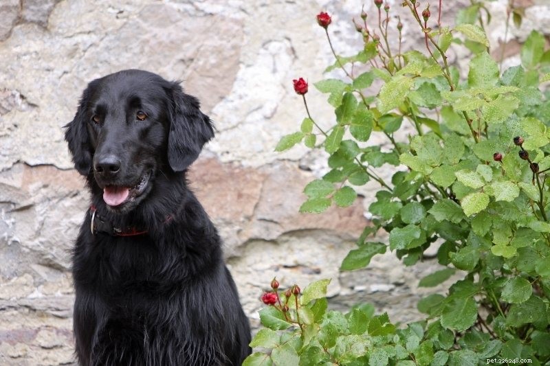 Explore the 6 Classic Retriever Breeds