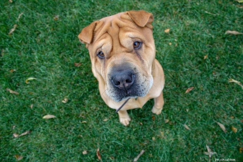 Are Shar-Peis Truly Hypoallergenic? Debunking Myths & Allergy Facts