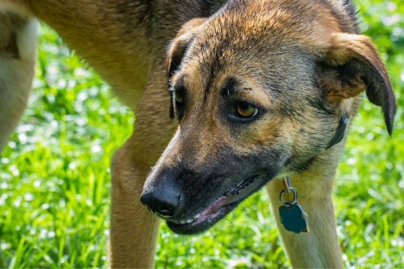 Top 10 Dog Breeds with Striking Amber Eyes