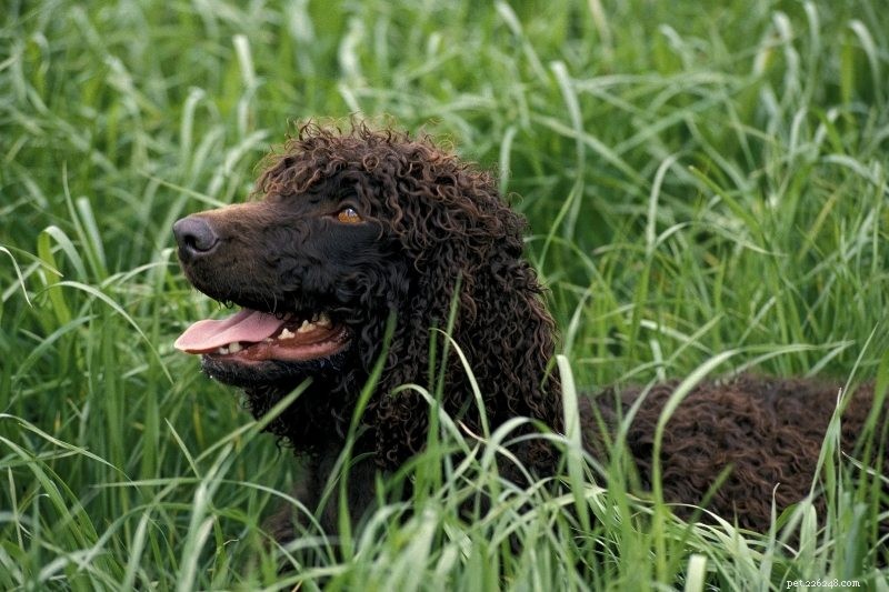Top 10 Dog Breeds with Striking Amber Eyes