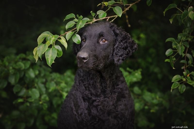 Top 10 Dog Breeds with Striking Amber Eyes