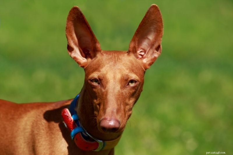 Top 10 Dog Breeds with Striking Amber Eyes