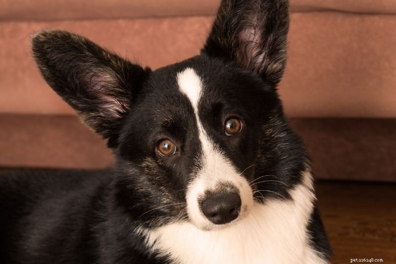 Top 10 Dog Breeds with Striking Amber Eyes