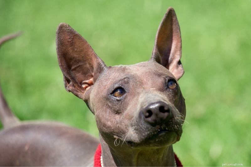Top 10 Dog Breeds with Striking Amber Eyes