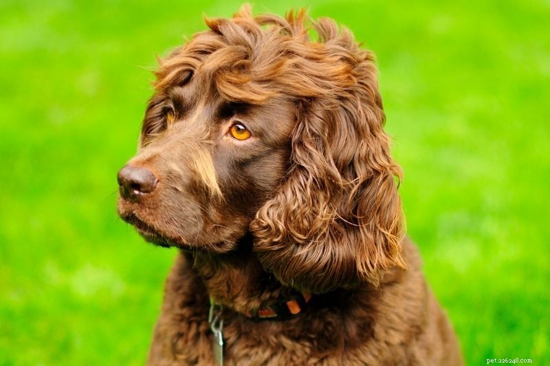 Top 10 Dog Breeds with Striking Amber Eyes