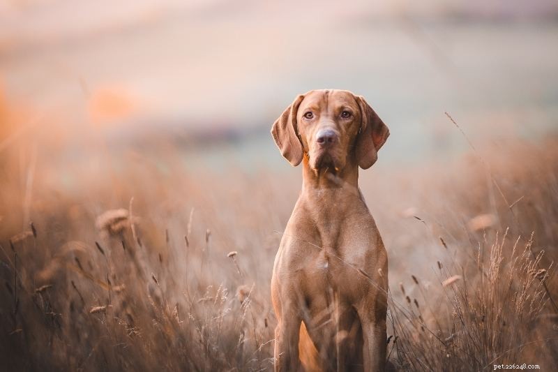 Top 10 Dog Breeds with Striking Amber Eyes