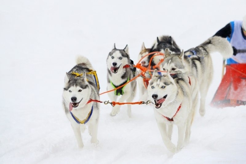 The 10 Best Sled Dog Breeds for Harsh Winter Trails