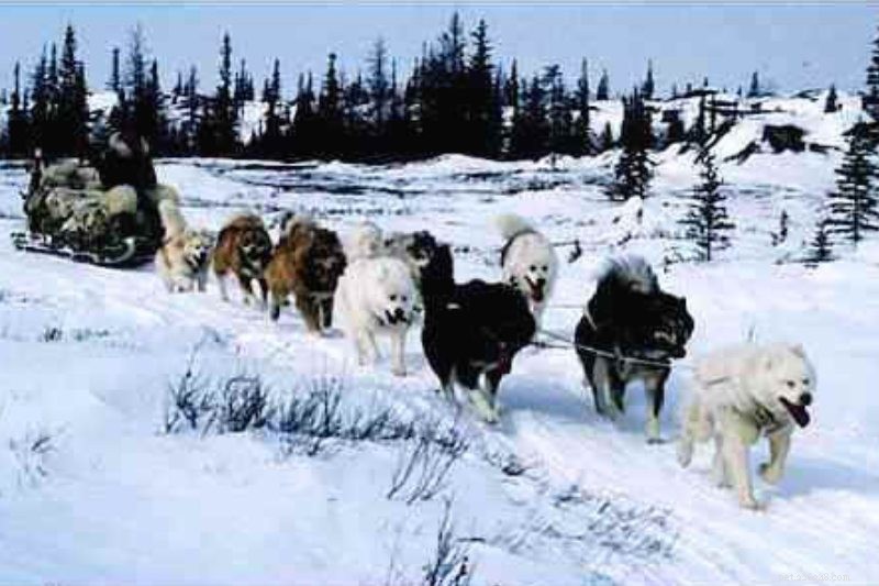 The 10 Best Sled Dog Breeds for Harsh Winter Trails