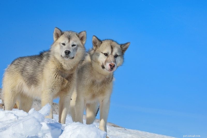 The 10 Best Sled Dog Breeds for Harsh Winter Trails