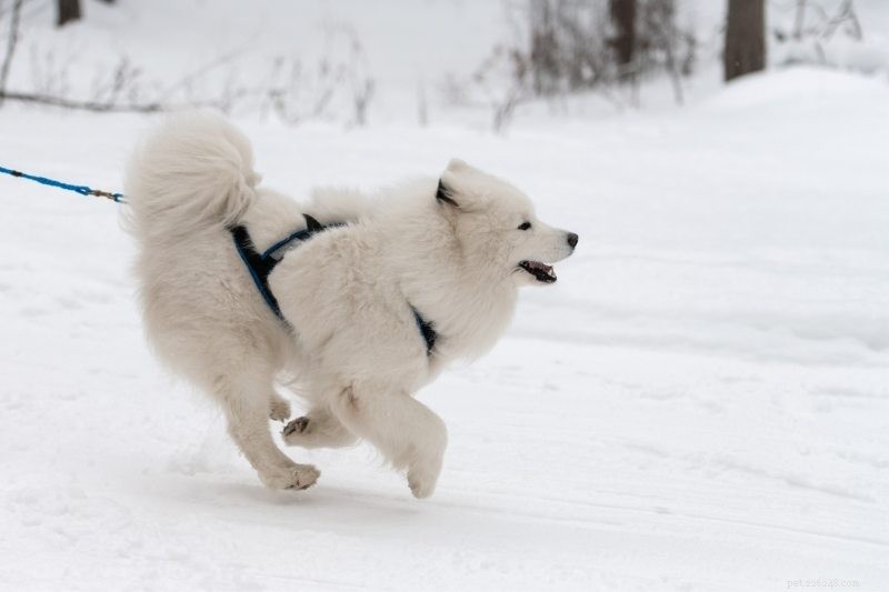 The 10 Best Sled Dog Breeds for Harsh Winter Trails