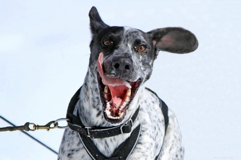 The 10 Best Sled Dog Breeds for Harsh Winter Trails