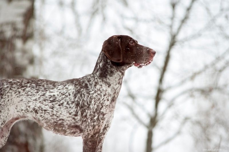 The 10 Best Sled Dog Breeds for Harsh Winter Trails