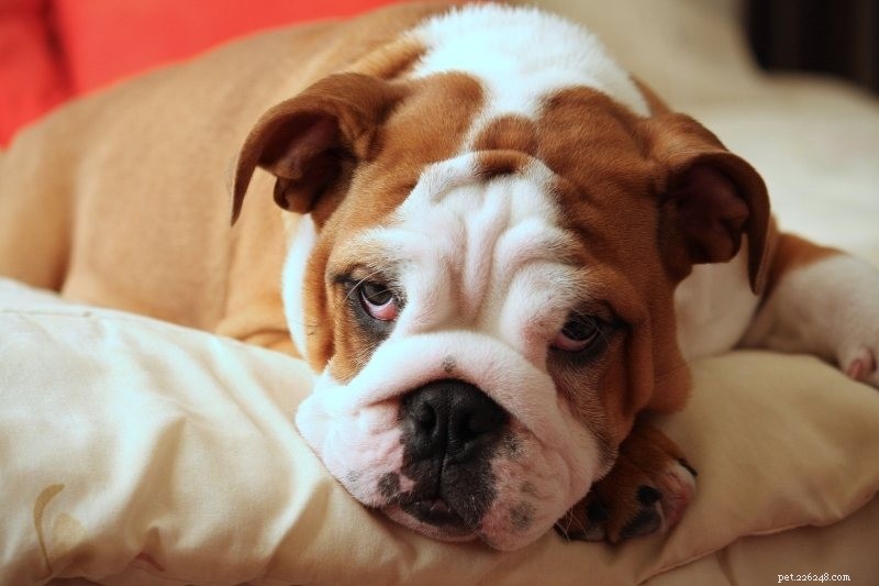 Top 10 Dog Breeds Perfect for College Life
