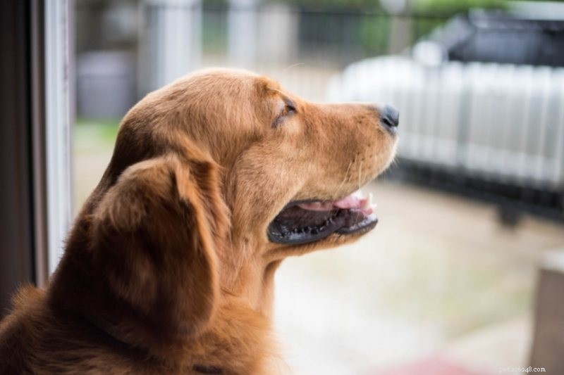 Top 10 Dog Breeds Perfect for College Life