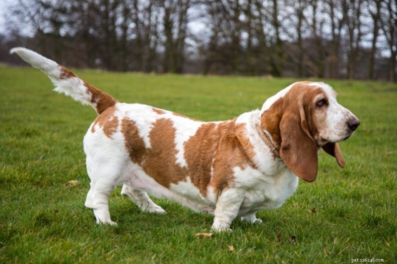 Top 10 Dog Breeds Perfect for College Life